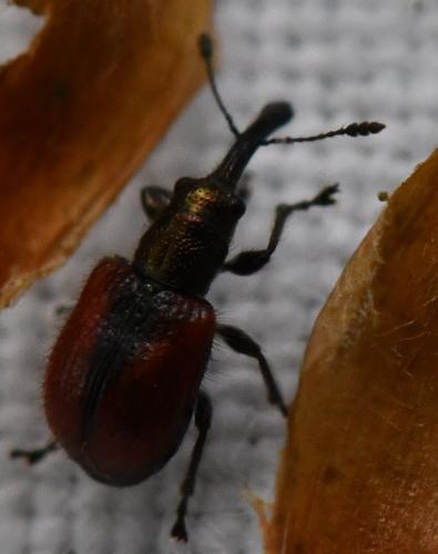 Tatianaerhynchites aequatus